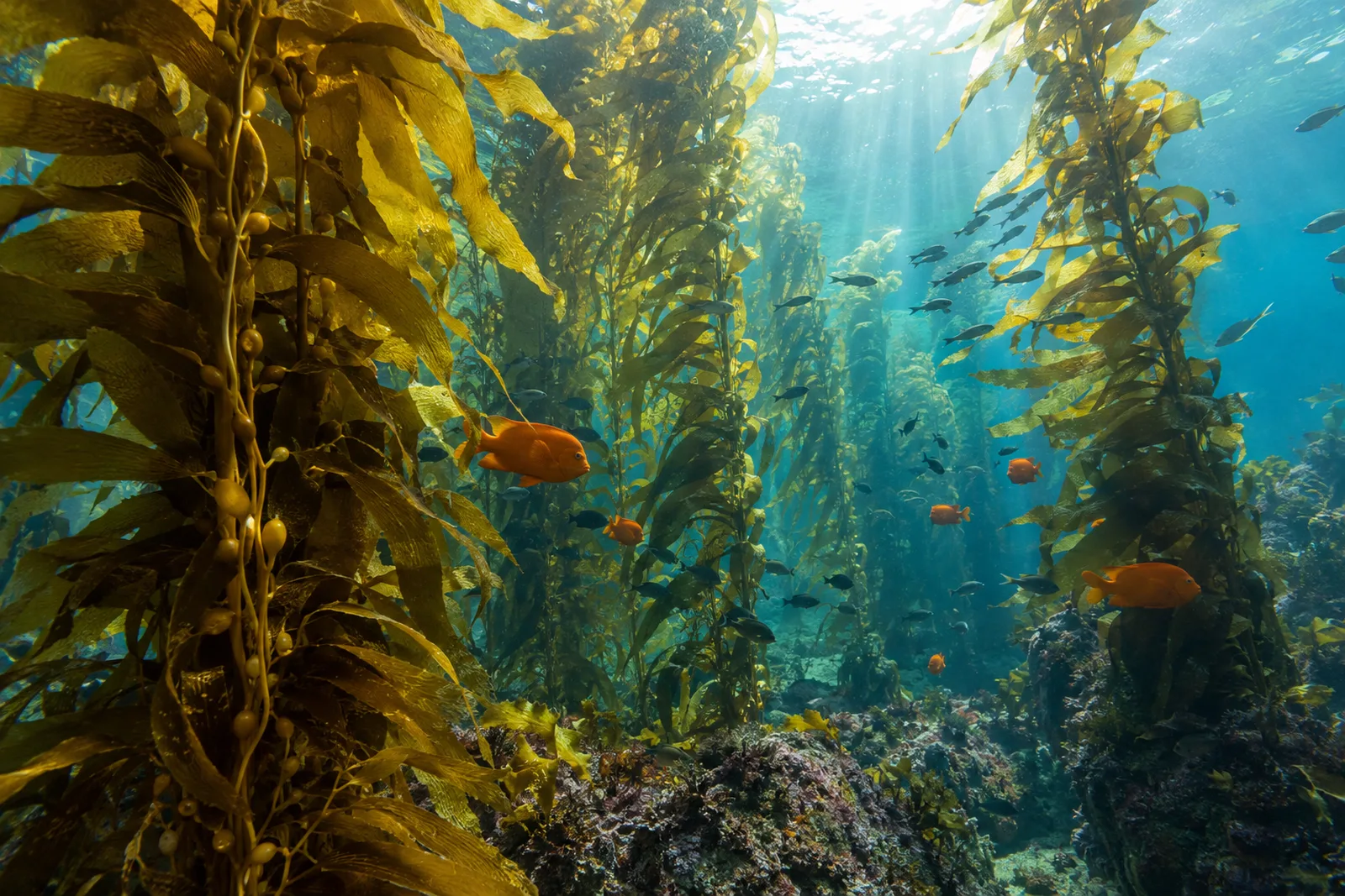 Golden kelp forest swaying in clear blue-green water off a rocky California headland, with fish swimming between the fronds.