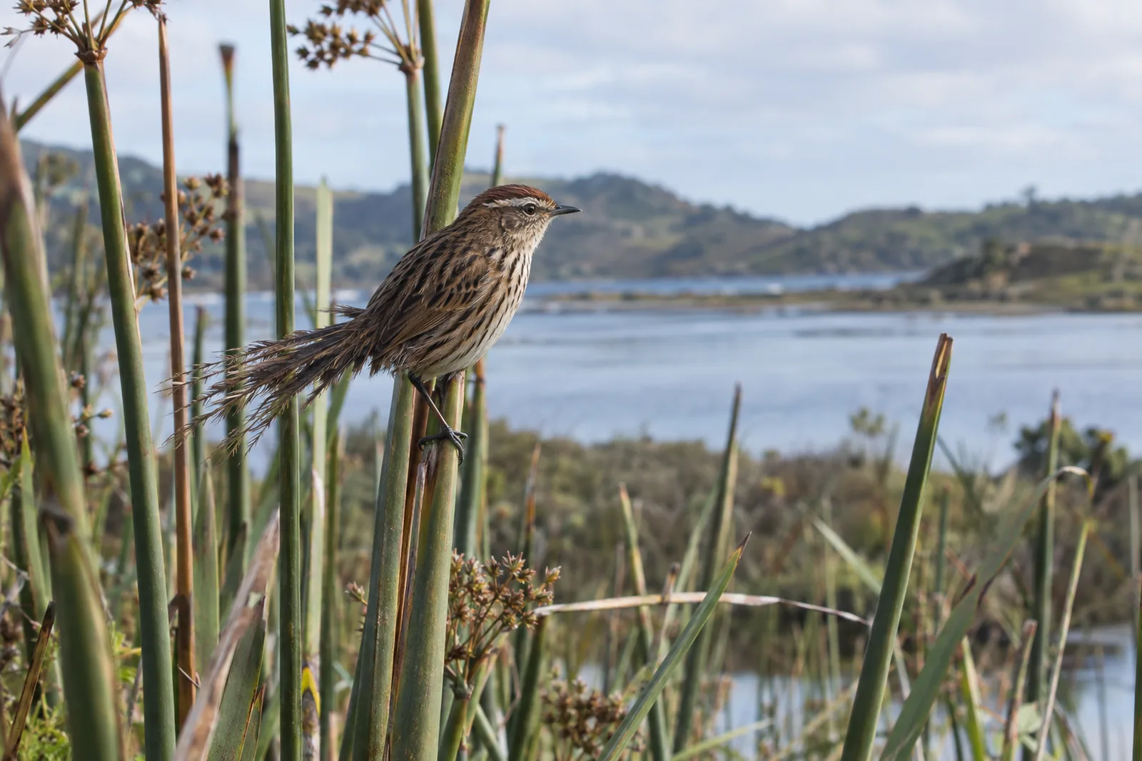 A small streaked brown fernbird with a chestnut cap and a ragged, spiky tail perches low on a bulrush stem in a coastal wetland, with a calm lake and scrubby hills softly blurred behind.