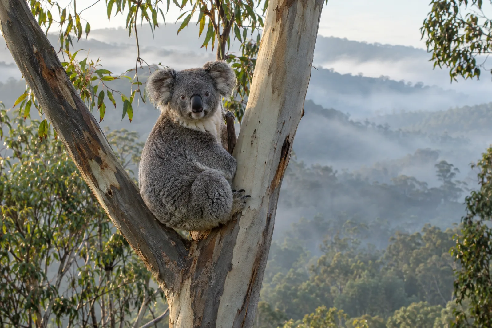 A wild koala with grey fur and round fluffy ears sits in the fork of a tall pale eucalyptus trunk, with misty forested hills behind it in soft early-morning light.