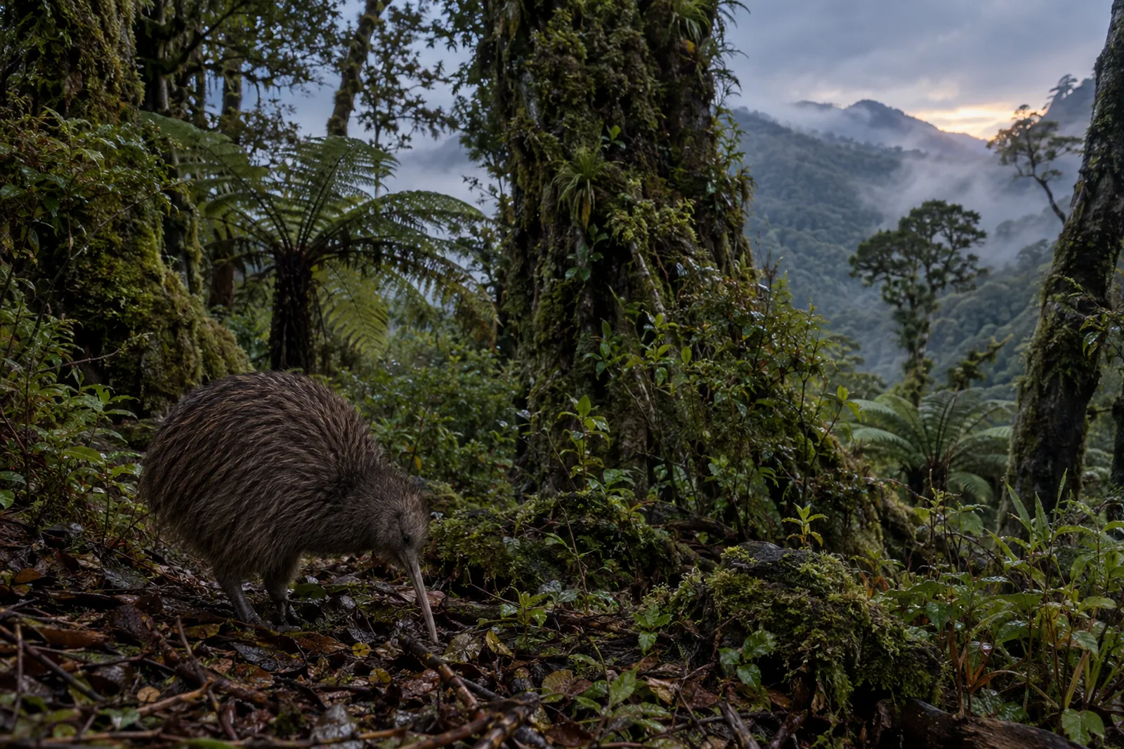 A brown kiwi with a long thin bill forages among leaf litter on the floor of a mossy native New Zealand forest with tree ferns, as mist hangs over the hills at dusk.