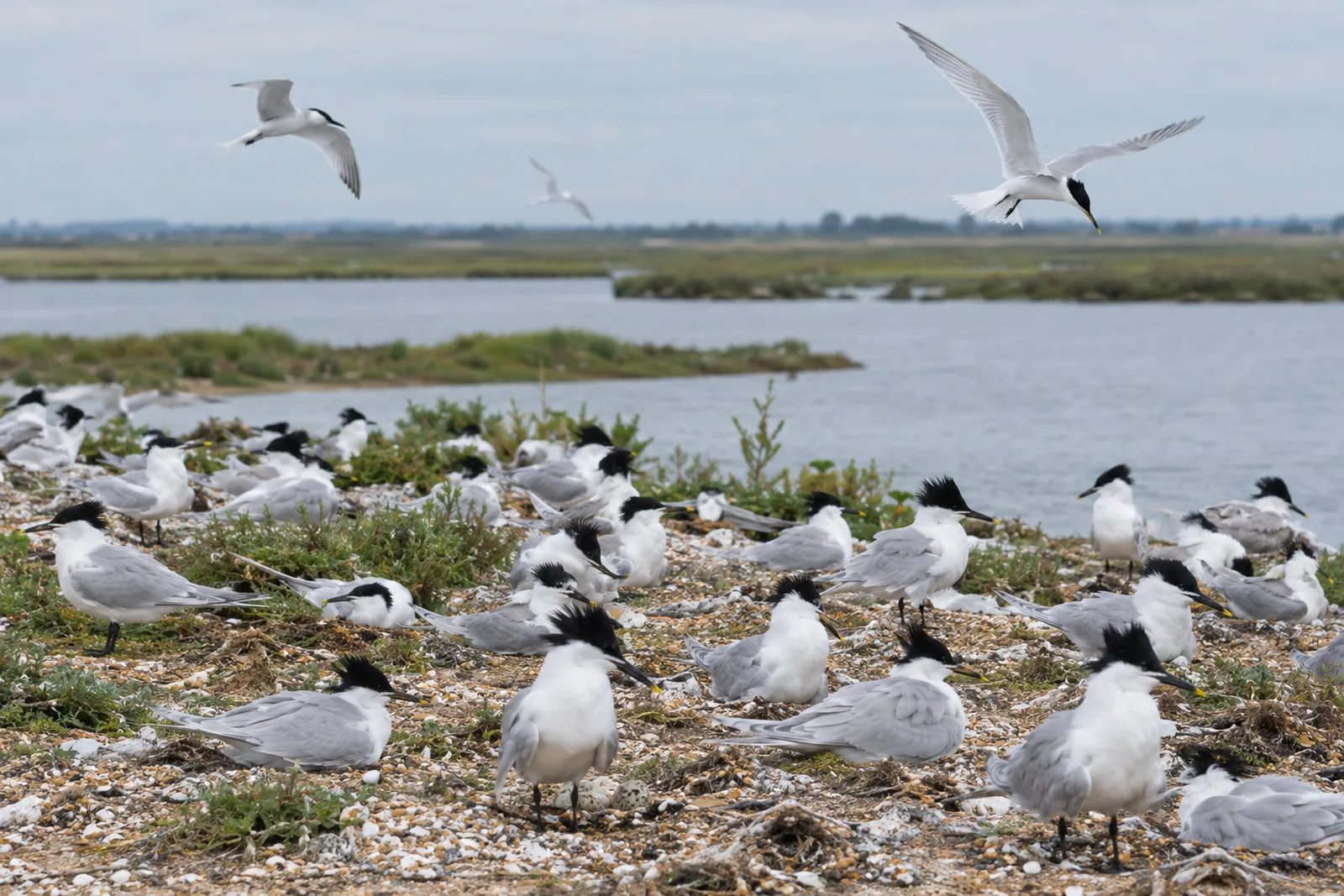A dense colony of Sandwich terns with shaggy black crests nests on a low shingle island in a coastal lagoon, while several terns fly overhead under a grey sky.