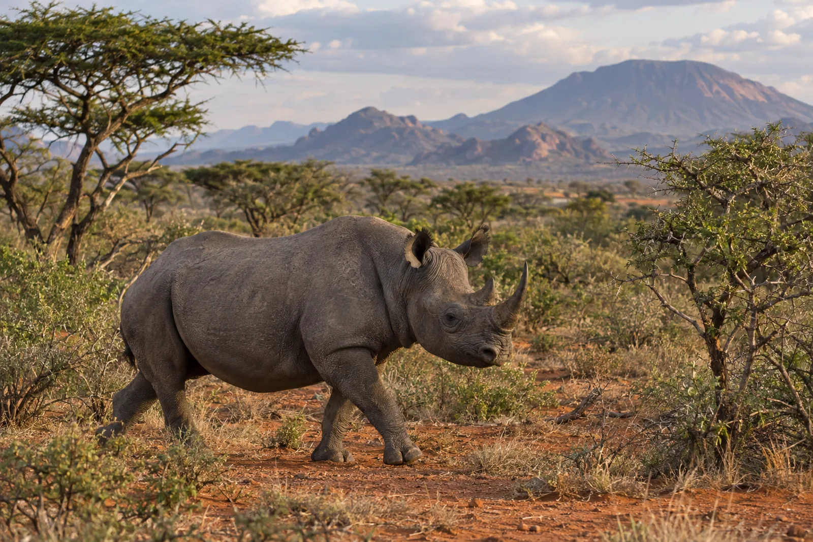 An adult black rhino with two horns and a pointed upper lip walks across red soil through dry acacia bush, with rugged volcanic hills in the distance under soft late-afternoon light.