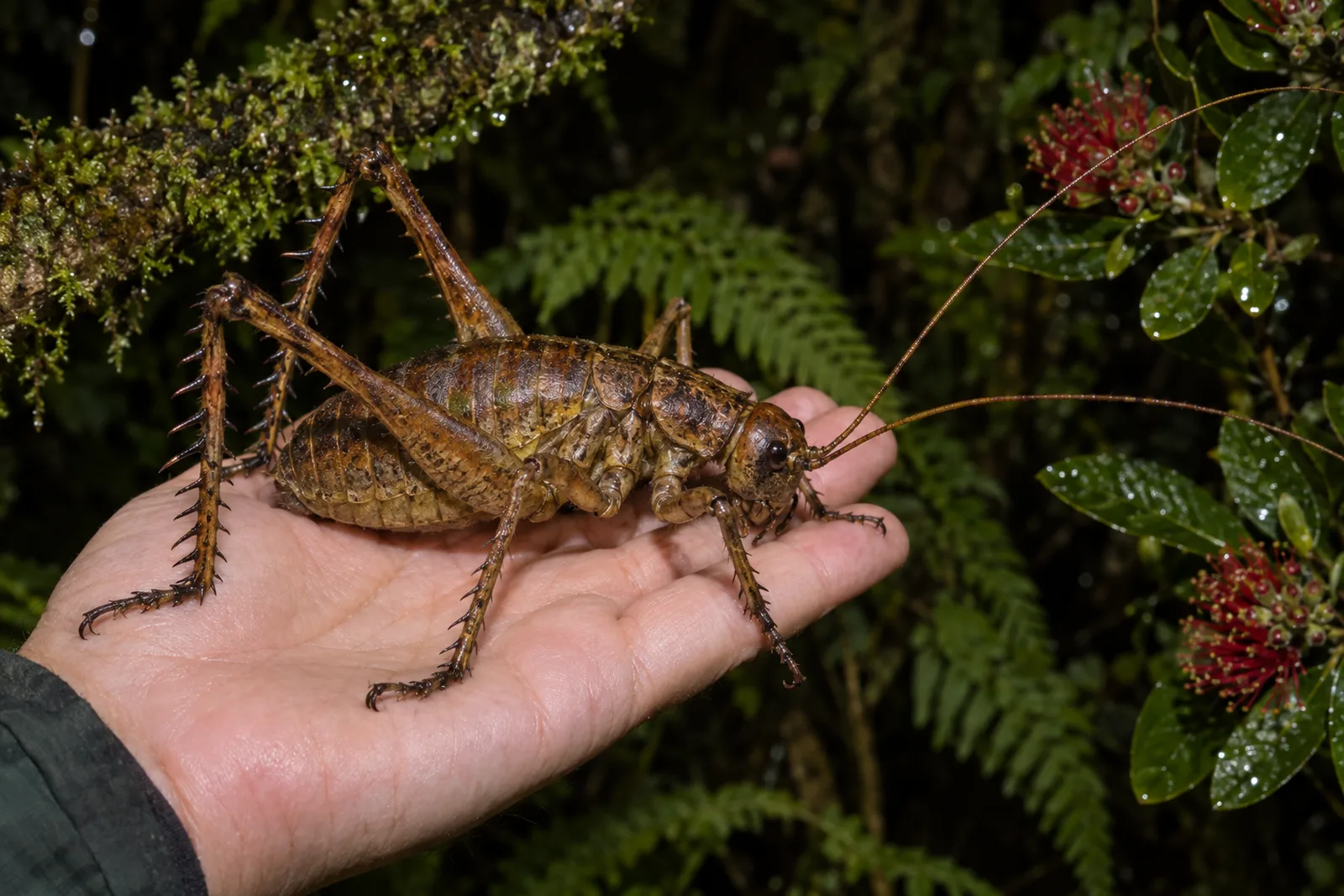 A giant wētāpunga, a huge brown flightless insect with spiny legs, fills the open palm of a hand at night in a fern-filled forest.